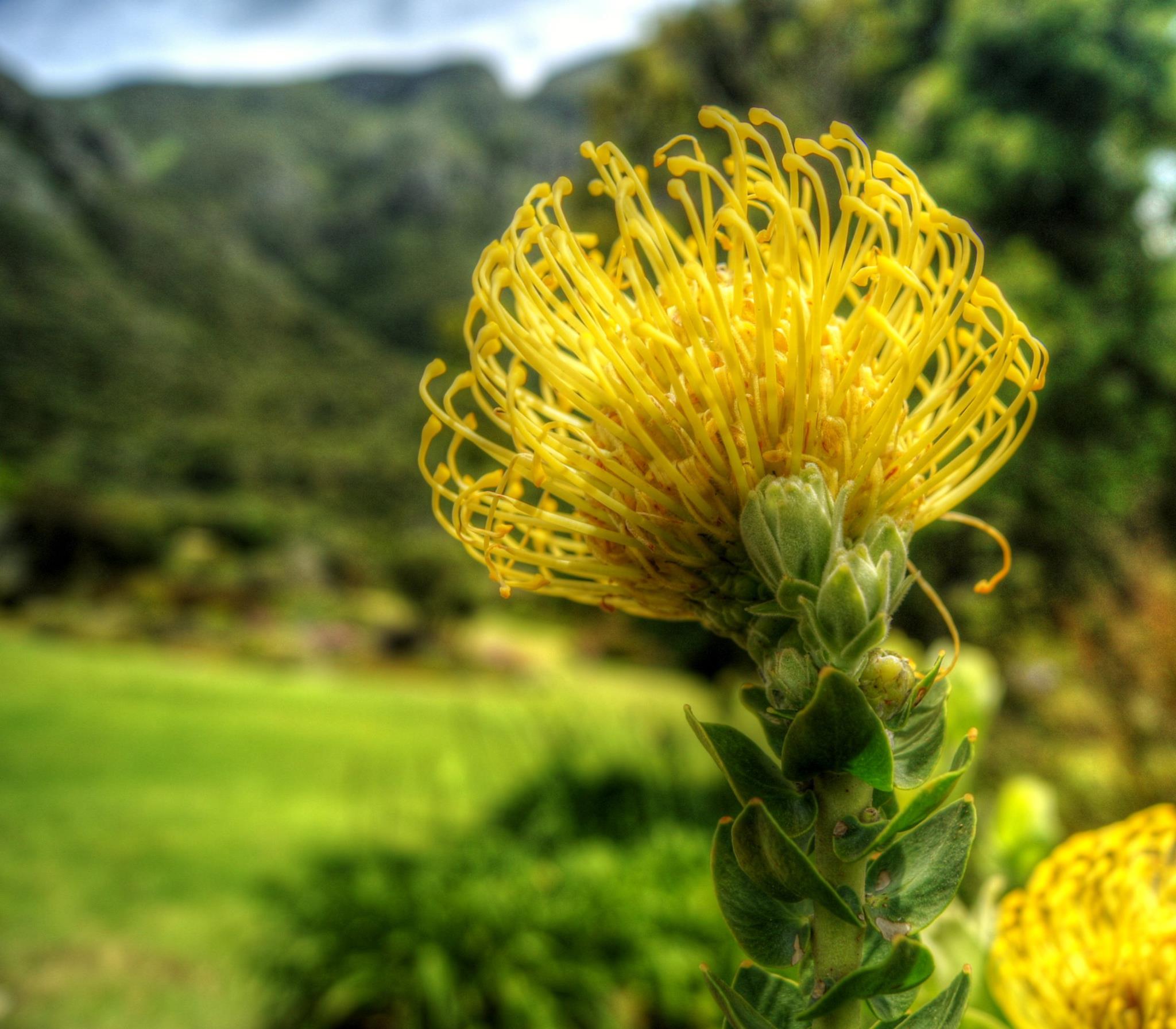 Yellow pincushion protea — rich in nectar