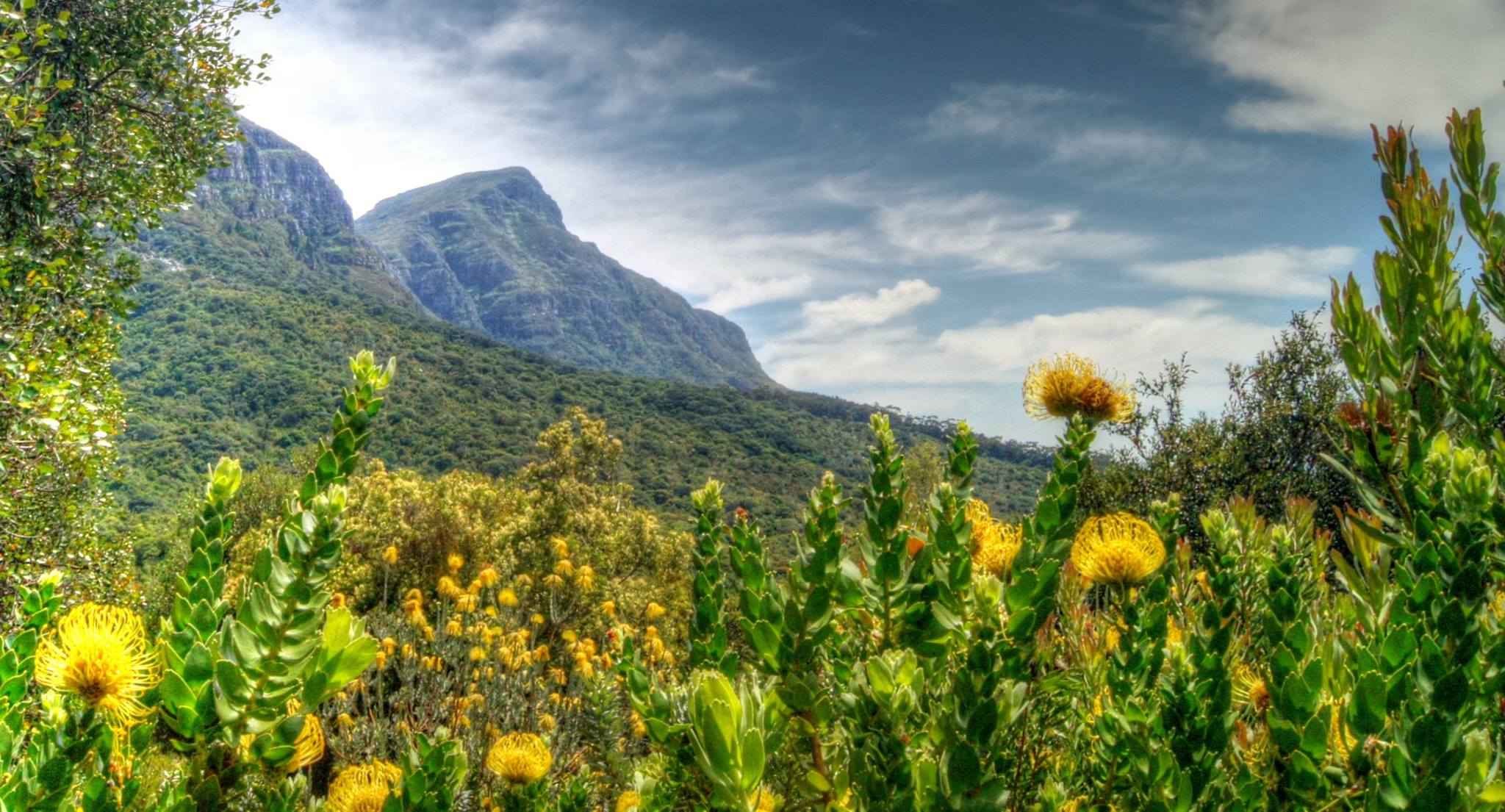 Pincushion proteas and fynbos stretching toward the mountains