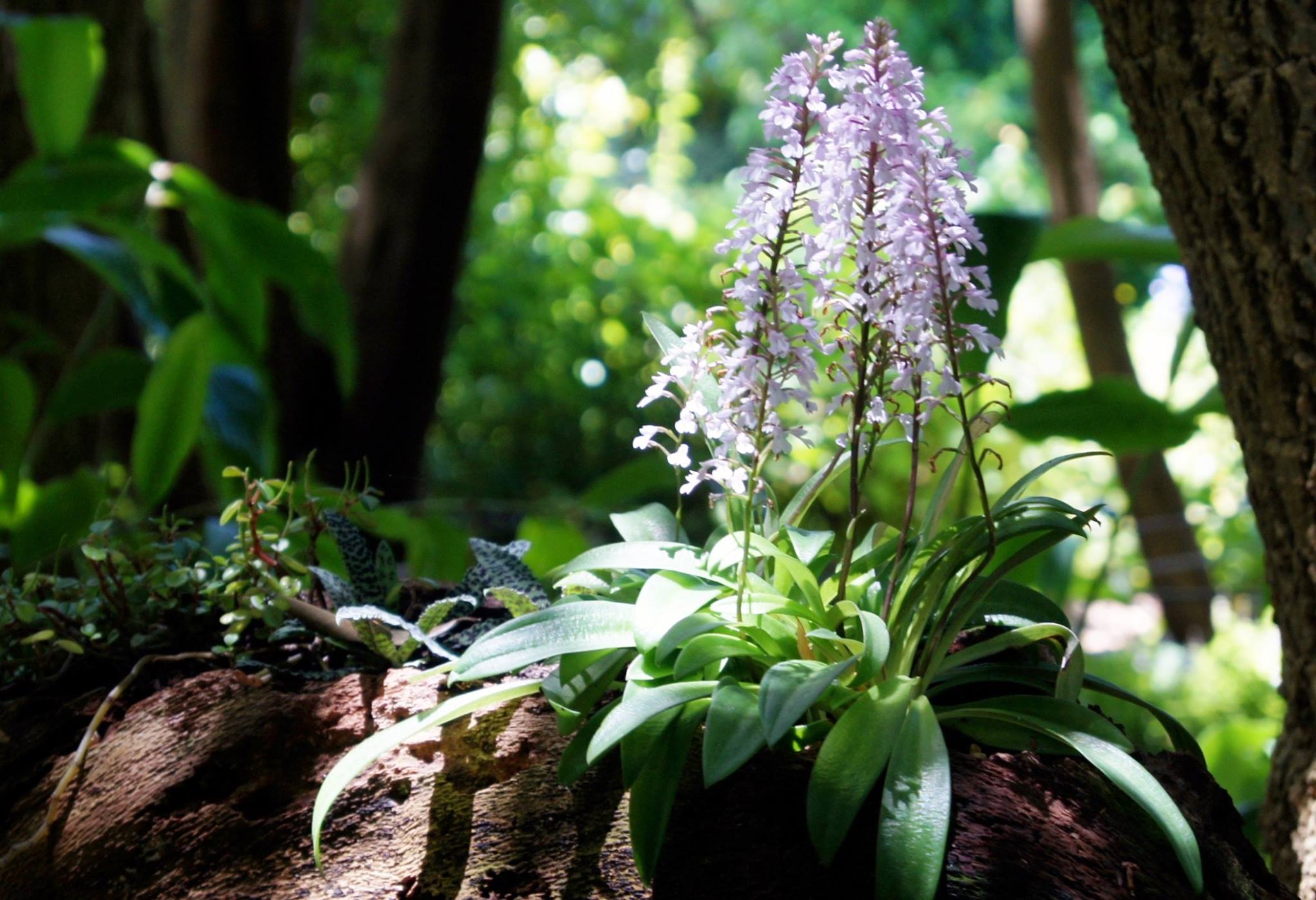 A forest orchid thriving on a mossy log — the shaded world beneath the canopy