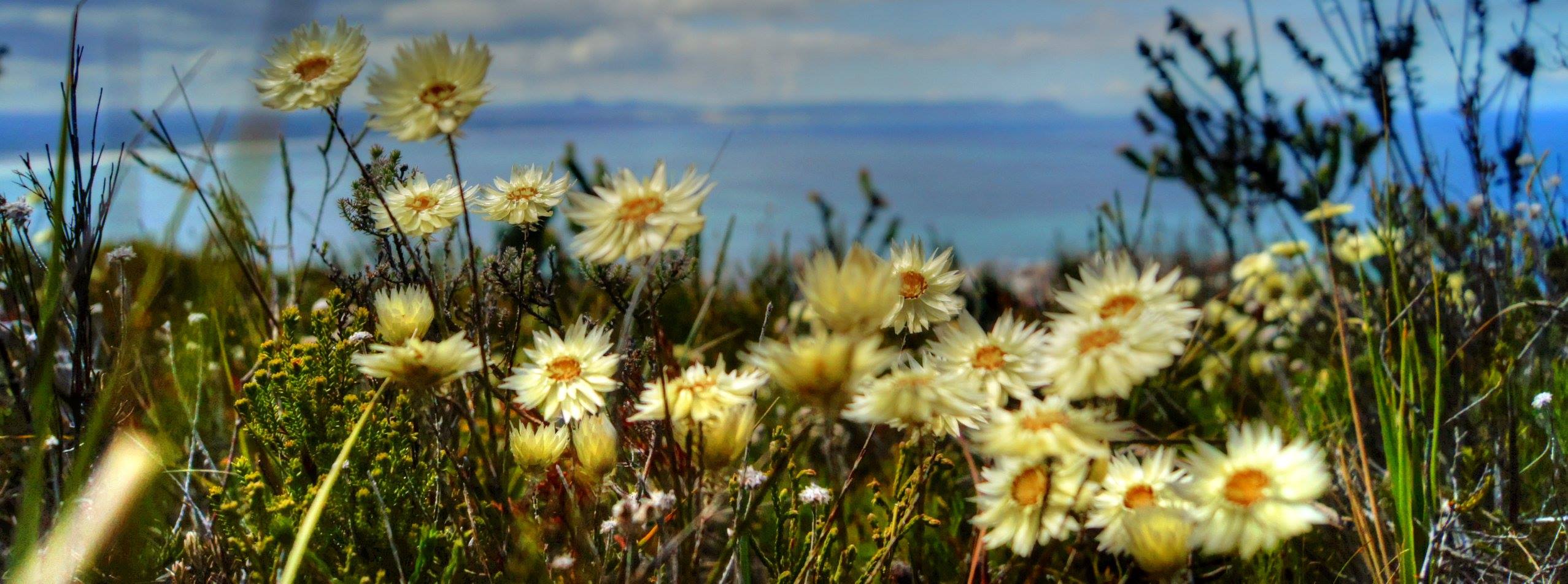 Coastal everlastings overlooking the sea — foraging at the edge of the continent