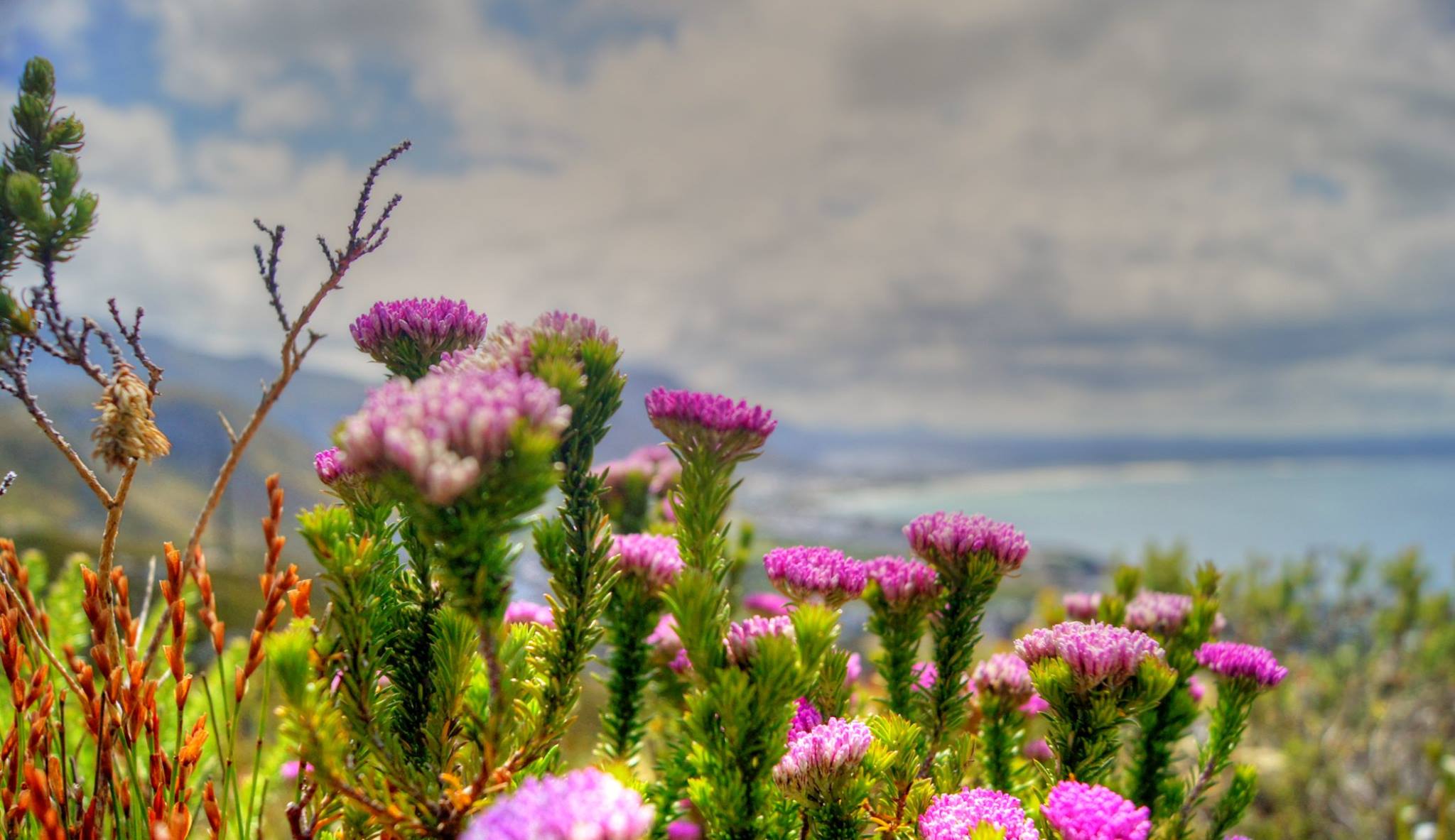 Pink erica against the coastline