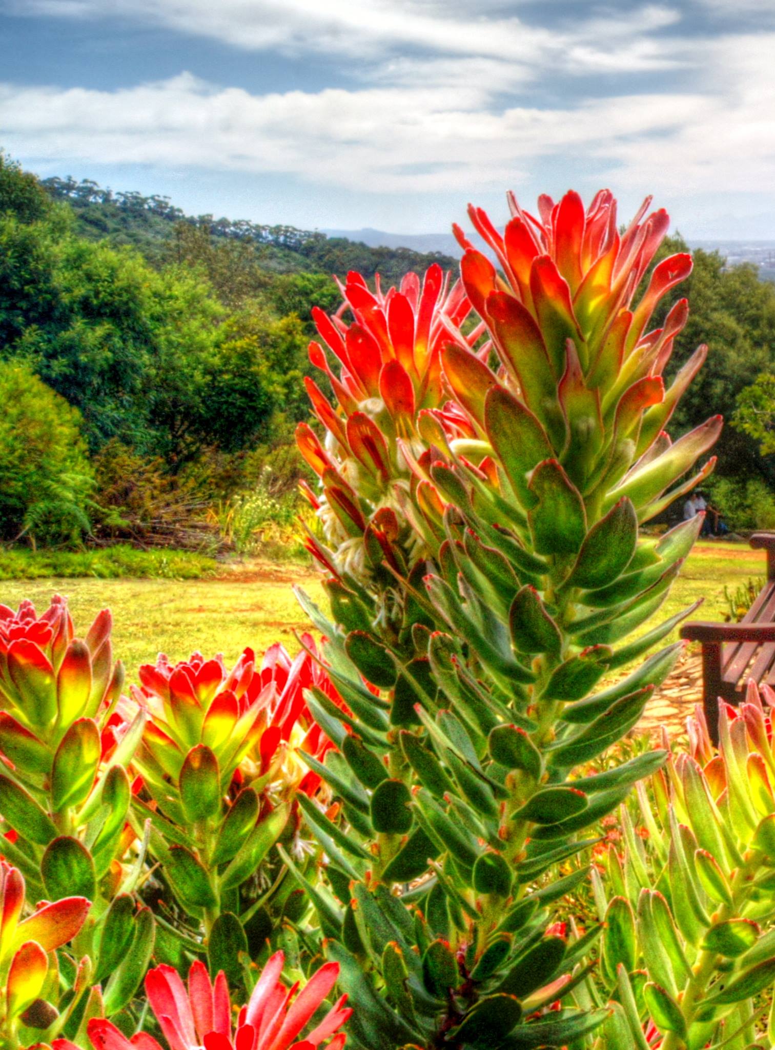 Red Leucadendron in bloom — fynbos at its finest