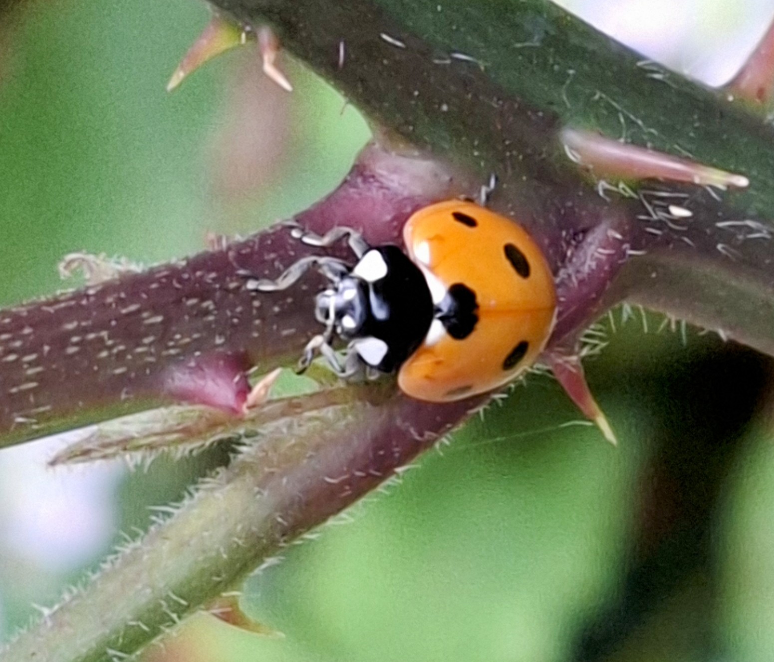 A ladybird spotted in the garden — 5,000 aphids don't stand a chance