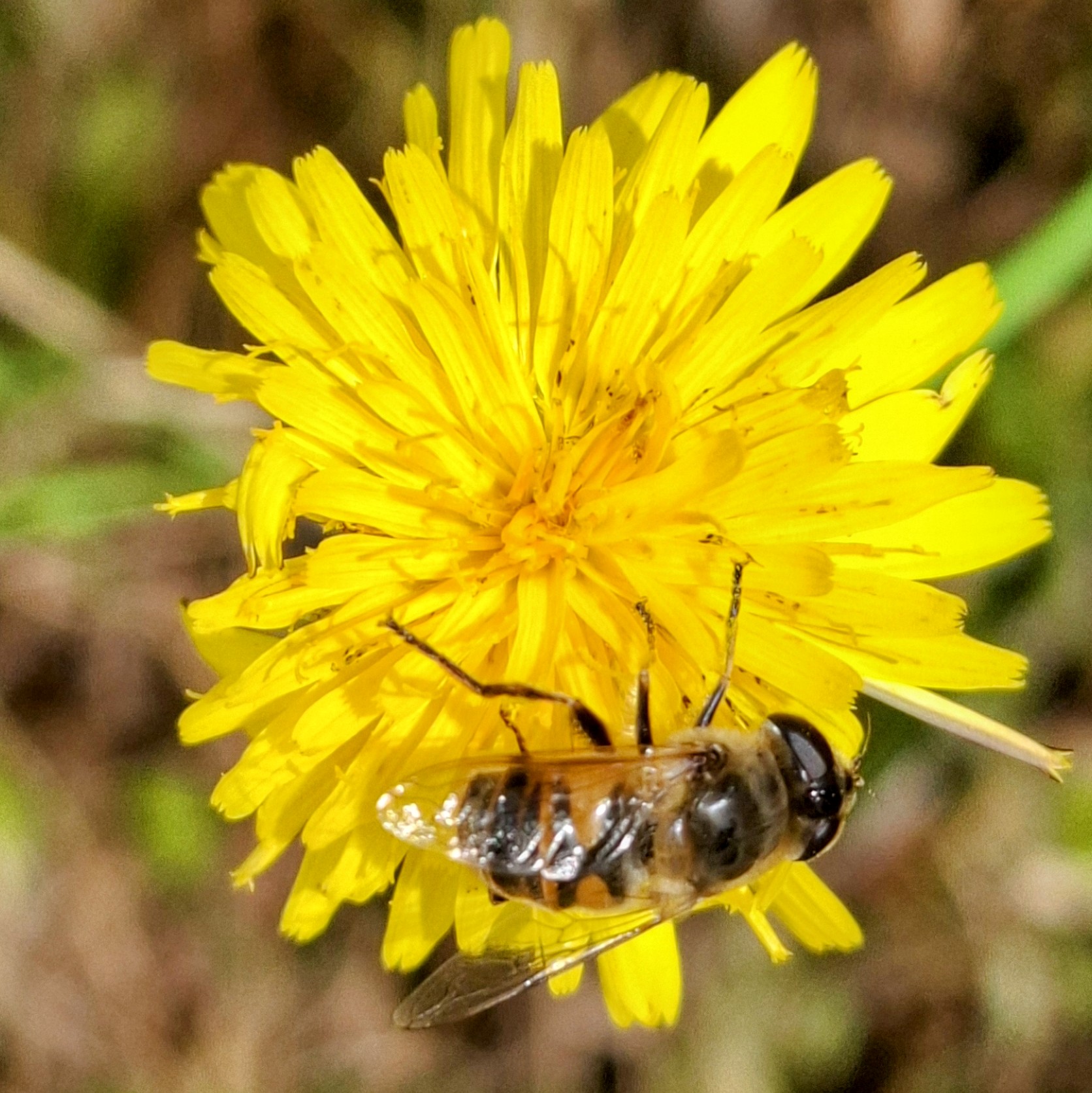 A local bee foraging on a yellow flower — one of our most frequent visitors
