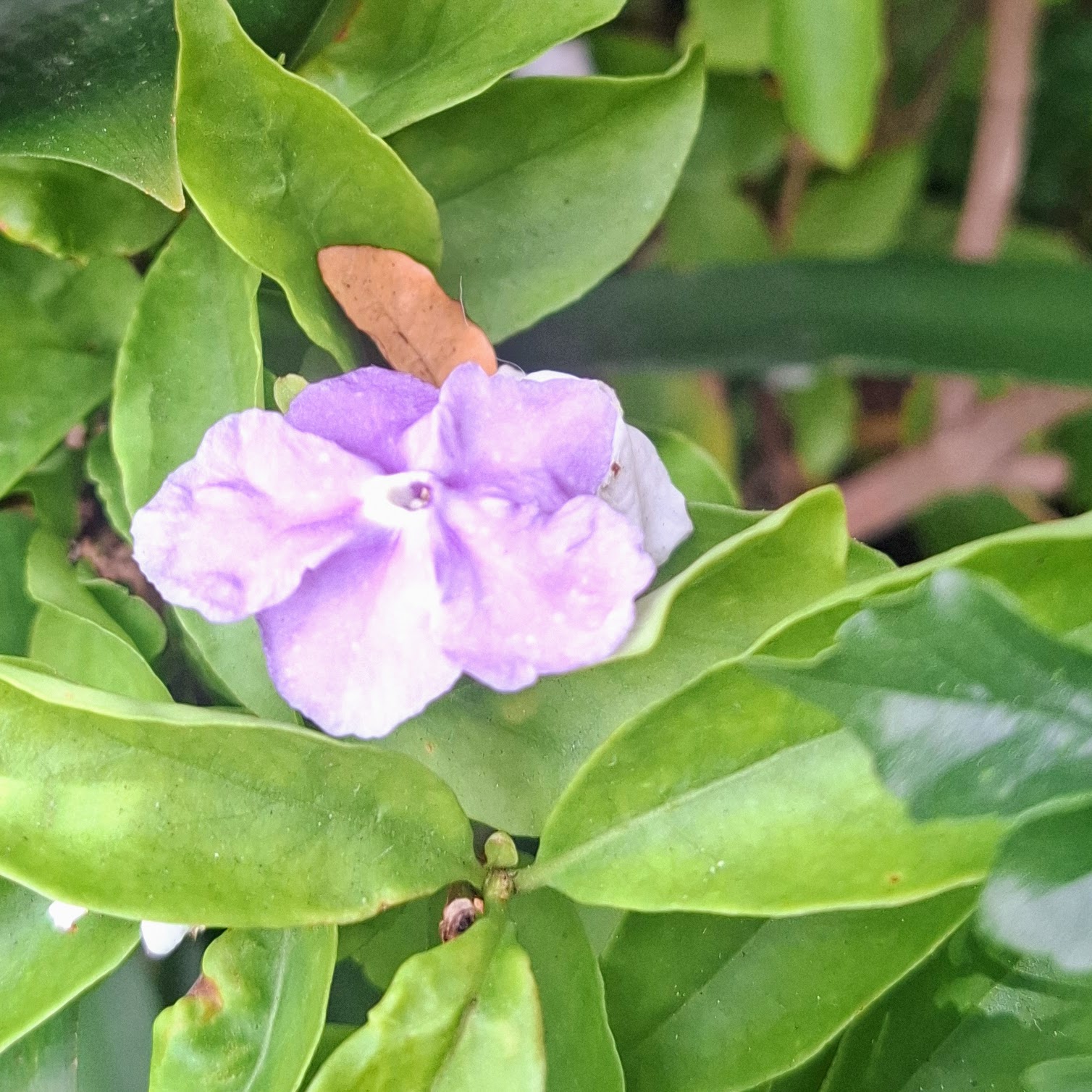 Brunfelsia — Yesterday, Today and Tomorrow