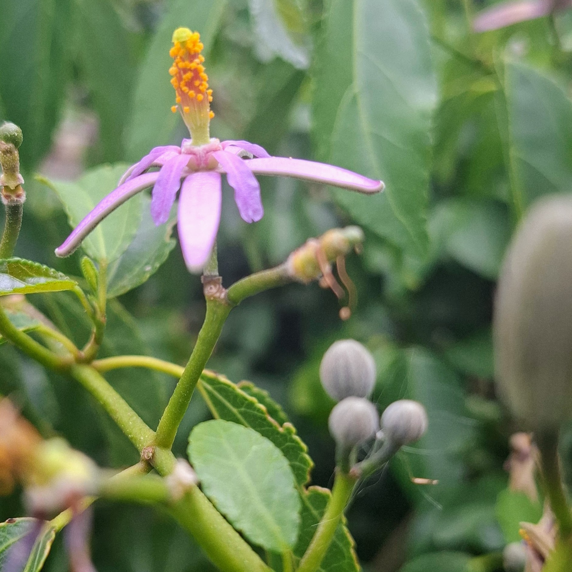 Grewia in flower — rich pollen for visiting insects