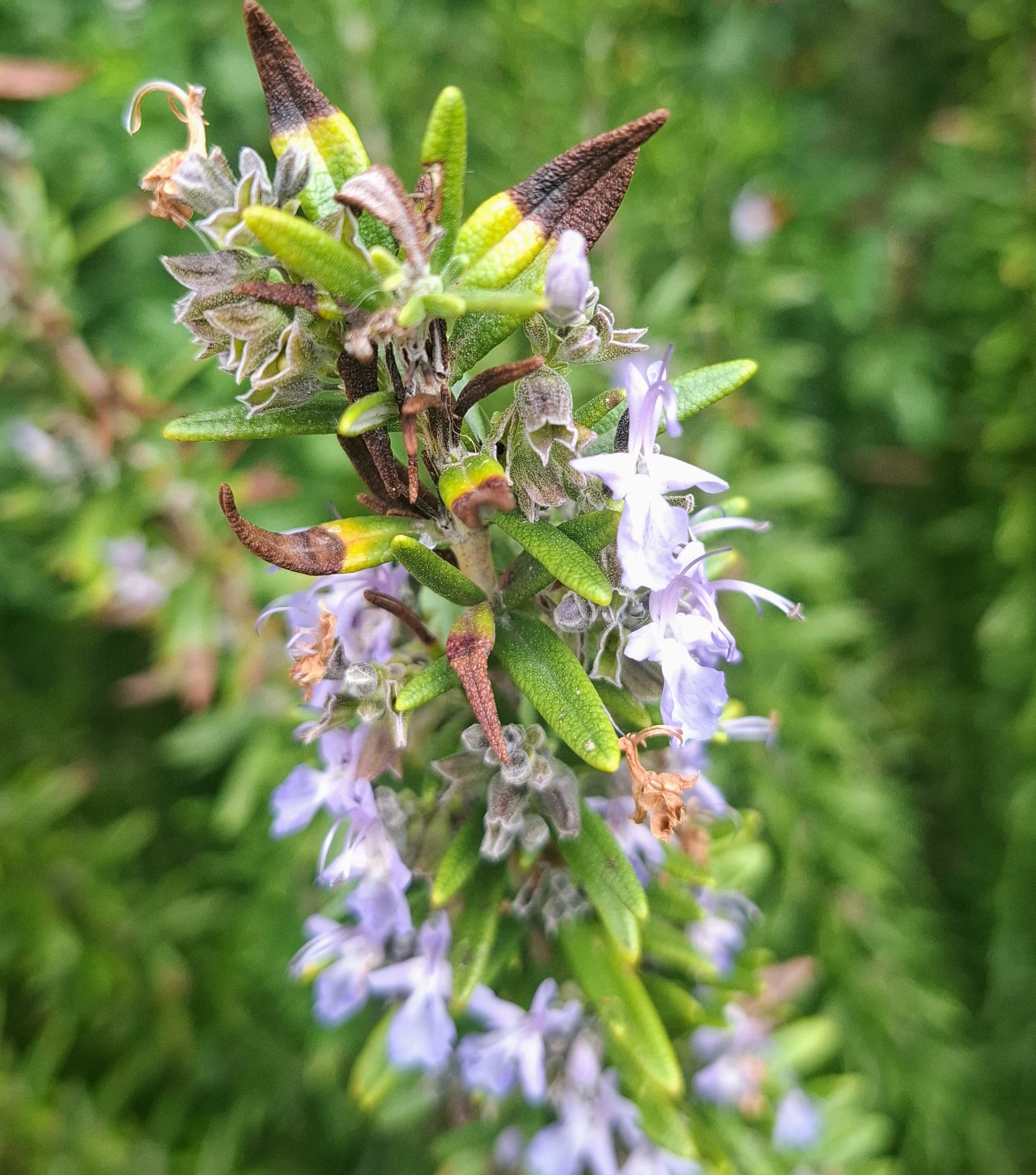 Rosemary in bloom — a favourite foraging stop for pollinators