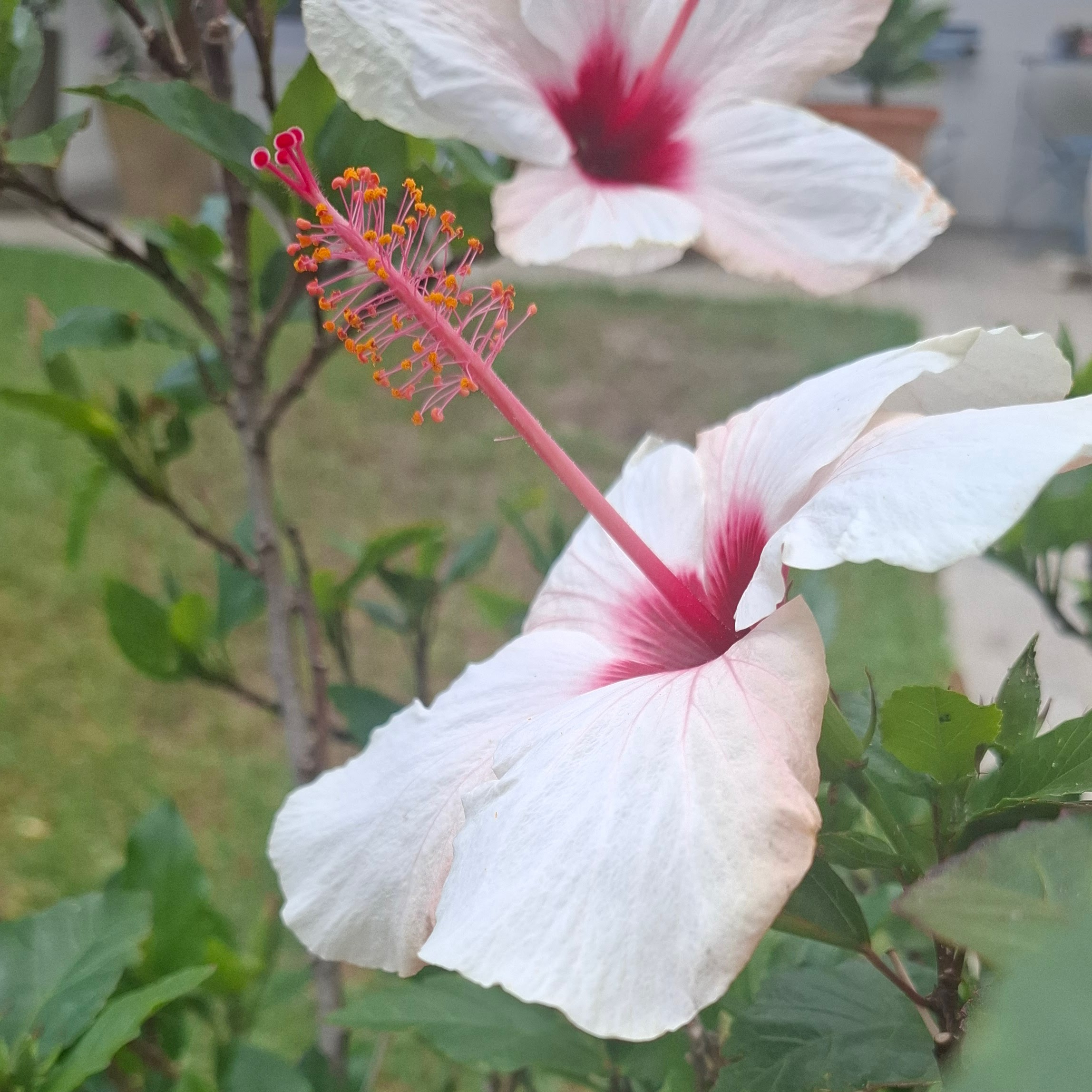 Hibiscus — a nectar-rich landing pad