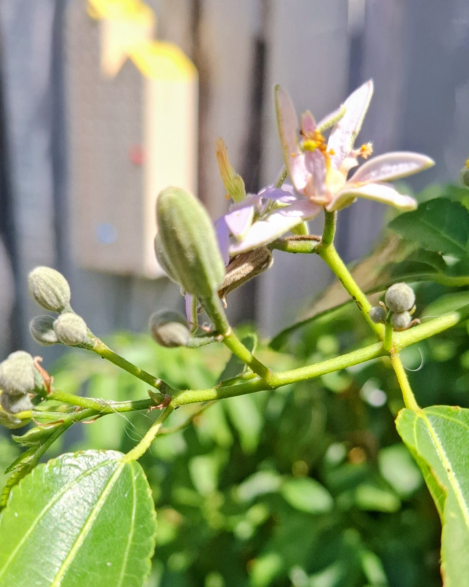 Flowering plants beside the Bee Hotel, part of the local foraging grounds
