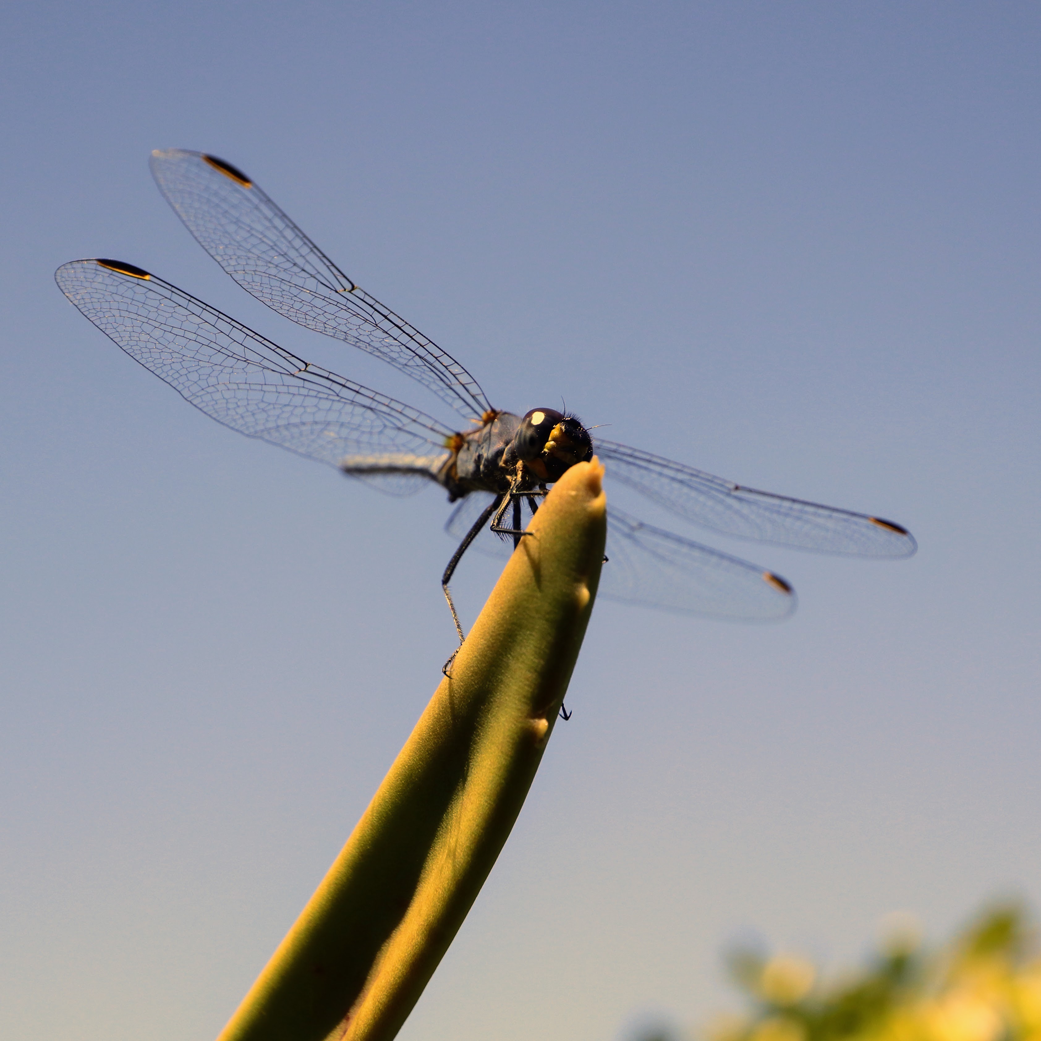An African Monarch butterfly visiting the local wildflowers