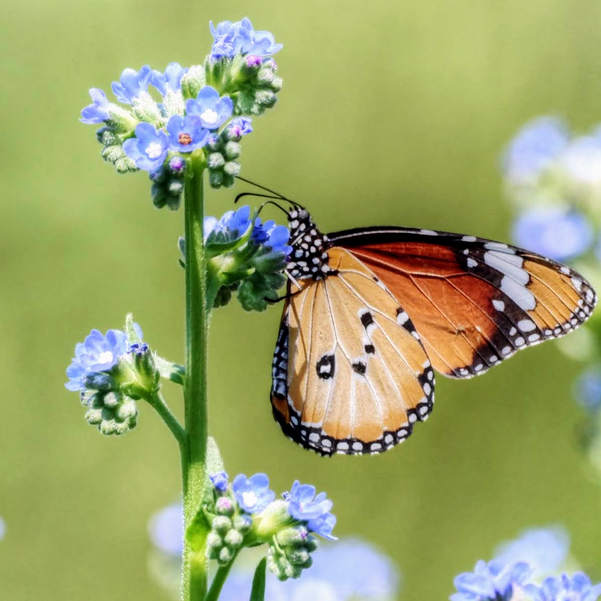 An African Monarch butterfly, seeing the world through up to fifteen types of light sensor
